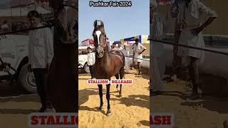 Stallion dilkash sire dilbagh at pushkar fair 2024 [upl. by Ibrad22]