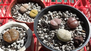 Unboxing my lithops [upl. by Ahseyd]