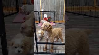 Maltipoo Puppies For Sale [upl. by Auos287]