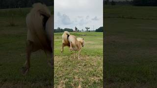 Haflinger Horse Running Around and Showing Off Moves cute horse animal pony pet barn farm [upl. by Cart]