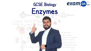 Enzymes  KS3 amp GCSE Biology [upl. by Alihet]