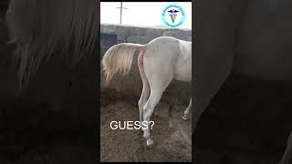 Equine Health Spotlight What Is Your Diagnosis I GNP Sir [upl. by Pelaga358]