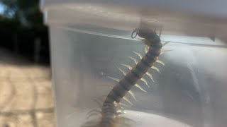 Super Cool GIANT Centipede [upl. by Arabel]