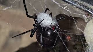 Northern Black Widow laying eggsack GONE WRONG 2 [upl. by Ahsikcin313]