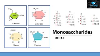 What Are Monosaccharides [upl. by Anolahs68]