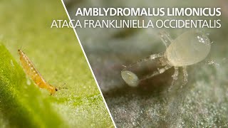 Amblydromalus limonicus ataca Frankliniella occidentalis [upl. by Suoicerpal]