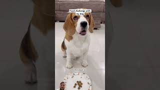 dog funny comedy puppy pets explore memes prank [upl. by Adia]