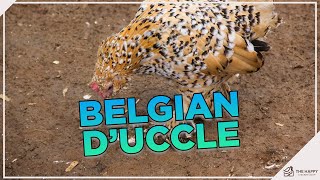 Learn How to Care for Barbu DUccle Chickens Before You Wing It [upl. by Juakn]