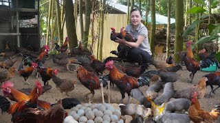 Selling Freerange Chicken Eggs Duck Eggs Wild Chickens Taking Care of 30 Day old Puppies [upl. by Yetnruoc776]