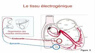 2  Activation Rythmique de la Contraction Cardiaque [upl. by Rehpotsyrhc]