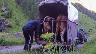 👨‍🌾Agrarwirtschaft in den Bergen 🏔 🐮 Ab auf die Alm 2018🐮 [upl. by Pollock]