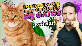 6 ENFERMEDADES MÁS COMUNES EN GATOS y cómo PREVENIRLAS 🦠🙀 Parvovirus herpesvirus leucemia [upl. by Quennie]