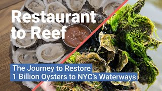 Restaurant to Reef The Journey to Restore 1 Billion Oysters to New York City [upl. by Dupre]