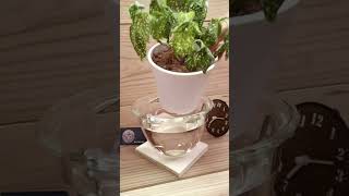 Plants time lapse 7 varieties bottomwatering houseplants timelapse plants indoorplants [upl. by Yllek]