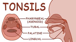 THE TONSILS  ANATOMY AND PHYSIOLOGY [upl. by Akedijn]