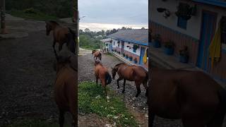 Morning in salento colombia travel salento motorcycle [upl. by Marian]