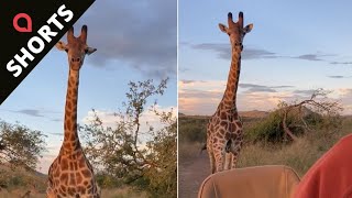 Watch this giraffe chase vehicle of tourists on a safari tour 🦒  SWNS shorts [upl. by Charo]