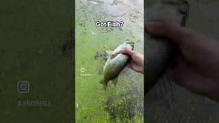 Fishing multispecies bassfishinglife bassfishing fishingaddict fishing largemouthbassin bassin [upl. by Ilyssa]