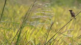 Siberian Stonechats Fly around the Ripening Rice Field [upl. by Eahc]