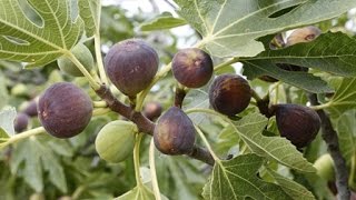 How to Grow Figs  Complete Growing Guide [upl. by Ahsaercal]