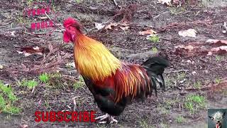 The Most Hilarious Alarm Clock Ever Rooster Crowing Edition [upl. by Christalle]