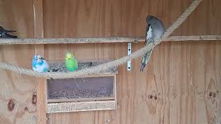 herinneringen aand vogels die er niet meer zijn 🪽🌿 1nov [upl. by Zipah]