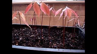 Growing Lychee trees from seeds [upl. by Honniball]