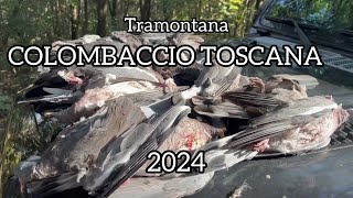 Caccia al Colombaccio  TOSCANA 2024 [upl. by Anal]