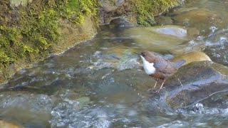 Wasseramsel und Köcherfliegenlarven  Whitethroated Dipper and Caddis fly larvae [upl. by Ennalorac]