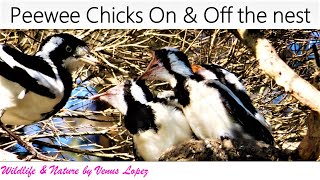 🐣🐤 Mudlark  Peewee Bird Family watch chicks onoff the nest I Wildlife amp Nature by Venus Lopez [upl. by Sholley345]