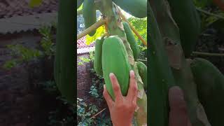 picking large young papaya shorts [upl. by Adley300]