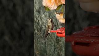 Hummingbird Sounds⚘️ birds birdsounds birdslover hummingbirds [upl. by Ellasal261]