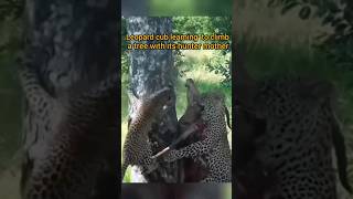 Leopard cub learning to climb a tree with its hunter mother wildlifewildlifefreak shortvideos [upl. by Drarej4]