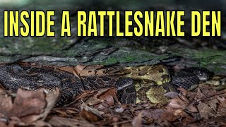 INSIDE TIMBER RATTLESNAKE DENS [upl. by Yht]