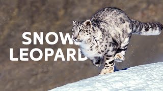 Trailing The Rare Snow Leopard And Her Cubs Through The Himalayas  Wildlife Documentary [upl. by Neona876]