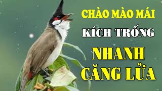 CHÀO MÀO MÁI KÍCH TRỐNG CĂNG LỬA  CÁCH KÍCH LỬA CHÀO MÀO SỔ BỌNG HÓT CHÉ chàomàohót [upl. by Heim444]