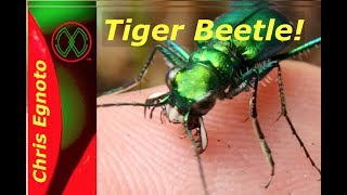 Tiger Beetle Bites my Finger Nature Now [upl. by Cherida392]