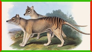 The Search for Tasmanian Tigers Continues [upl. by Airtal]