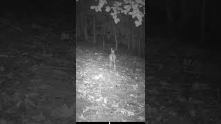 Full Speed hare trailcamera woods hares ukwildlife [upl. by Niobe]