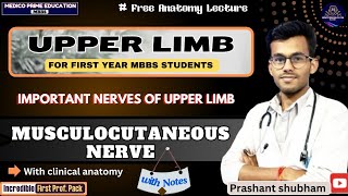 Musculocutaneous Nerve  Nerves of upper limb  Branches of musculocutaneous nerve mbbs [upl. by Anagrom290]