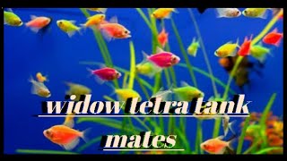 Top 9 Tank Mates For Colour Widow Tetra Fish  Fish knowledge [upl. by Nessej]