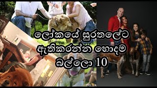 Top 10 Best Famous Family Dogs In The World Sinhala  ලෝකයේ සුරතලේට ඇතිකරන්න හොදම බල්ලො 10 [upl. by Plate]