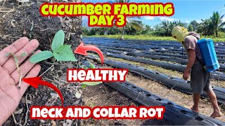 How to Prevent and Treat Neck and Collar Rot in Cucumber Farming Must Watch [upl. by Nnylyrehc]