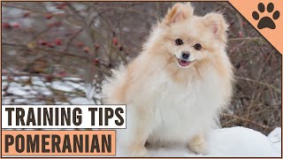 How To Train A Pomeranian  Dog World [upl. by Viridi]