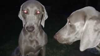 Weimaraners having an argument [upl. by Ploch]