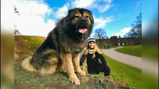 WOLF KILLER  THE LARGEST CAUCASIAN SHEPHERD OVCHARKA DOG IN THE UK [upl. by Chi]