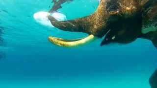 Swimming With Elephant Andaman Islands [upl. by Bevus]