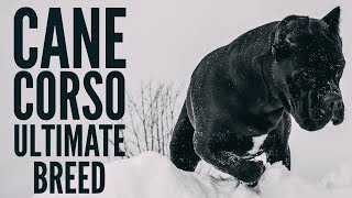 Cane Corso  The Ultimate Breed canecorso [upl. by Adiene892]