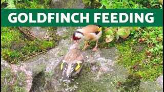 Goldfinch Chick Waiting to be Fed 🐤 Goldfinch in the Wild [upl. by Enttirb]