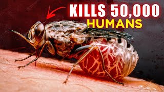 Tsetse flies Deadliest Flies in the World [upl. by Newra753]